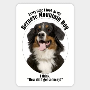 Lucky Bernese Mountain Dog Magnet